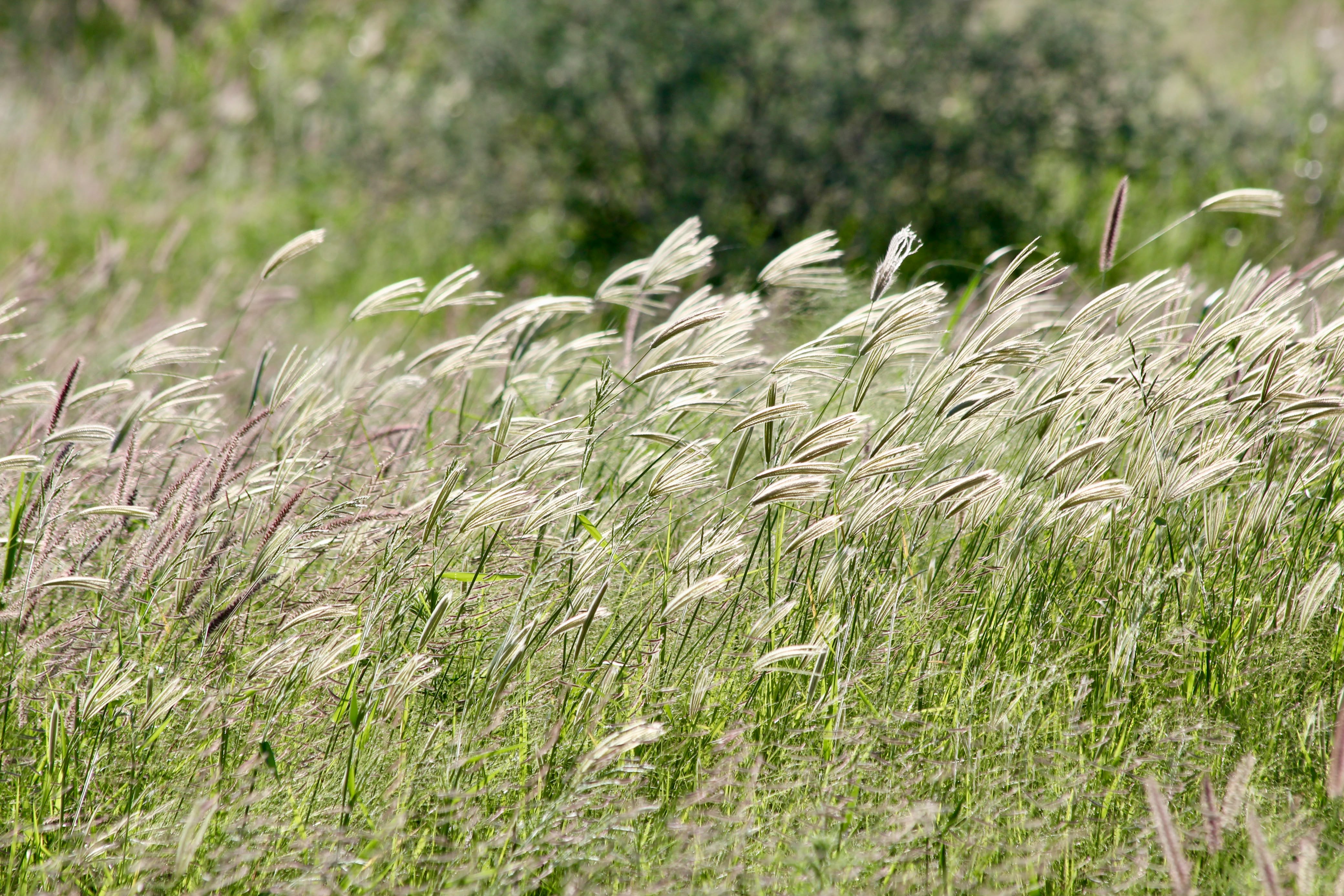 Pastos nativos del pastizal sonorense movidos por el viento