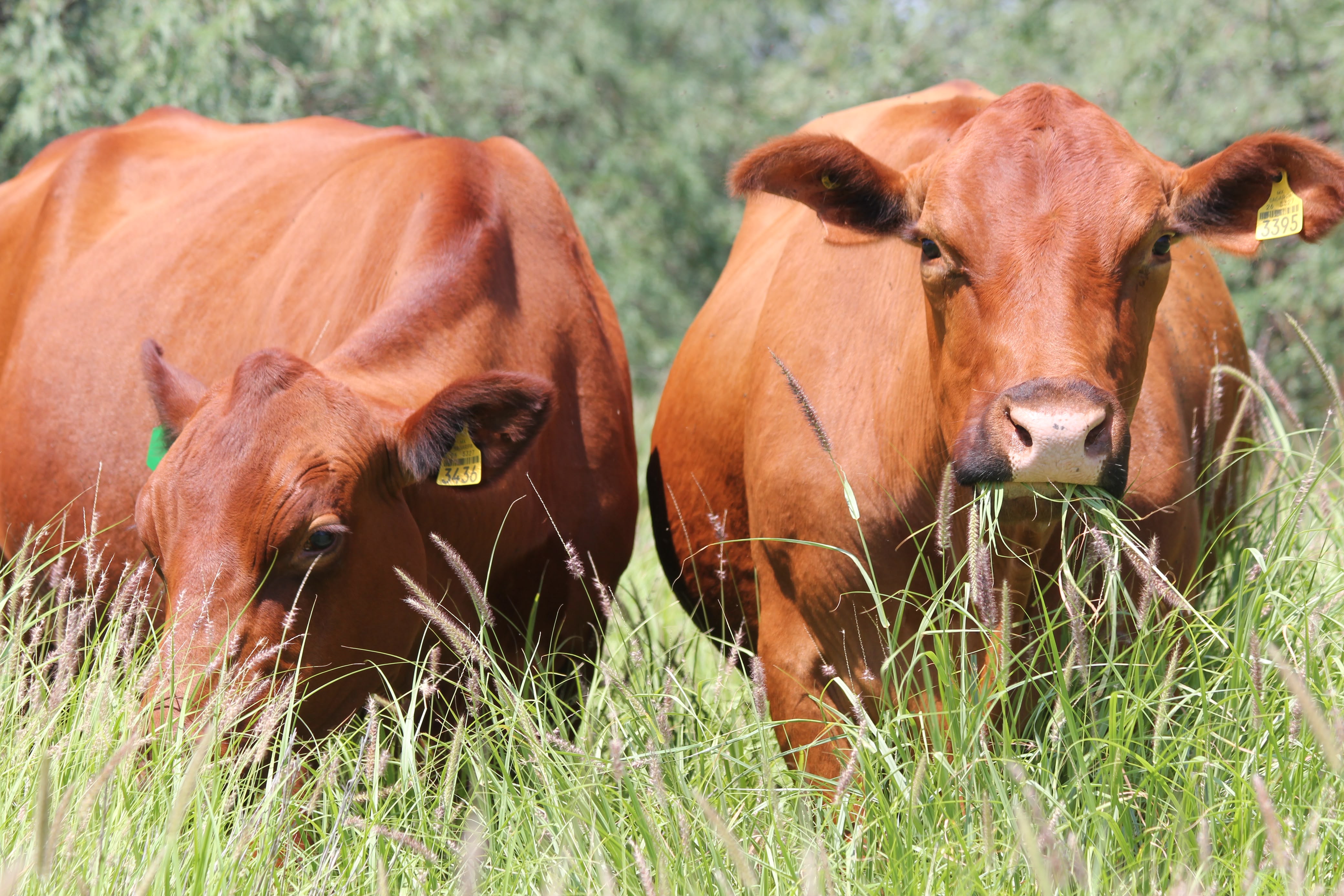 Dos vacas coloradas pastando en el potrero