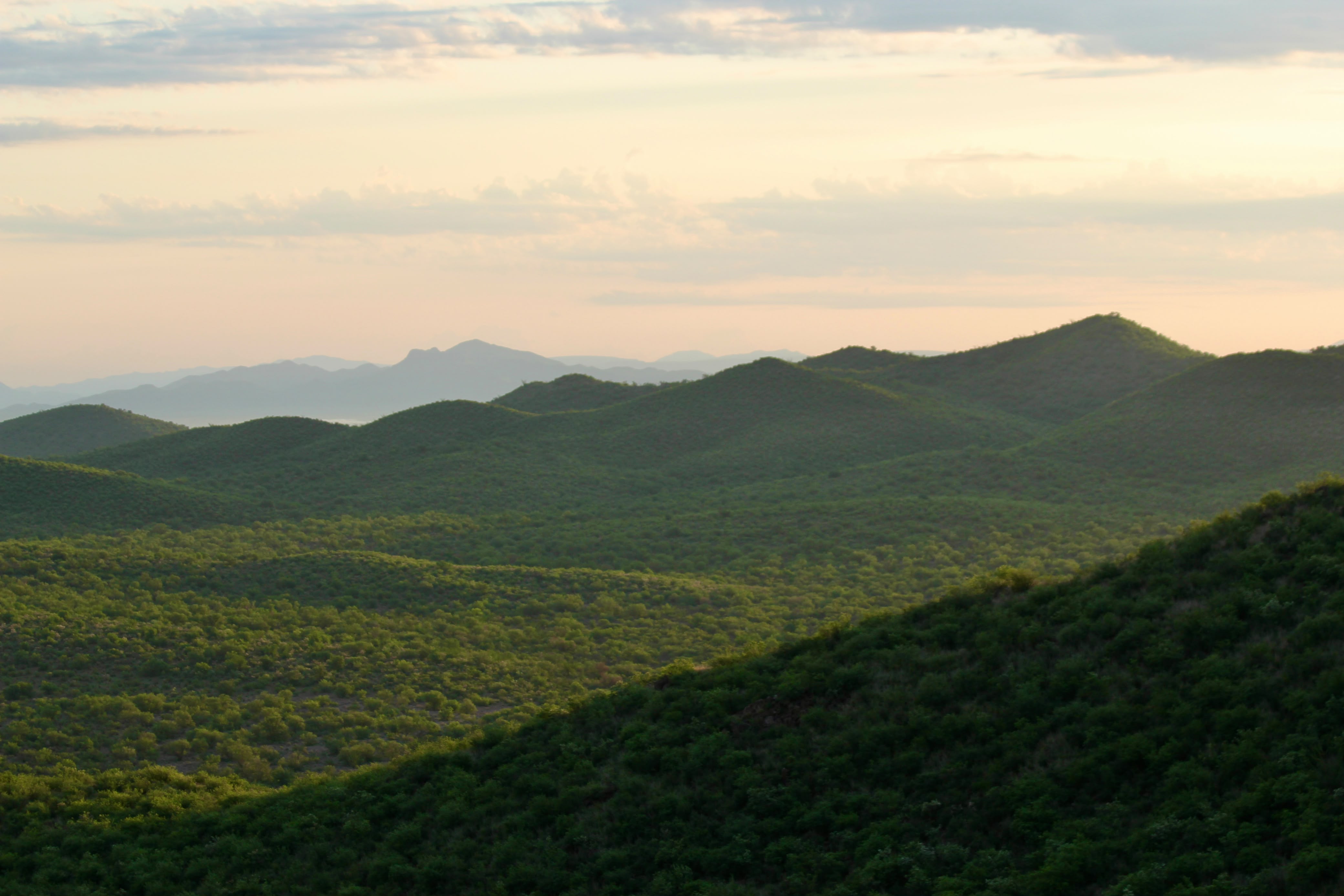 Lomas verdes de Sonora al atardecer