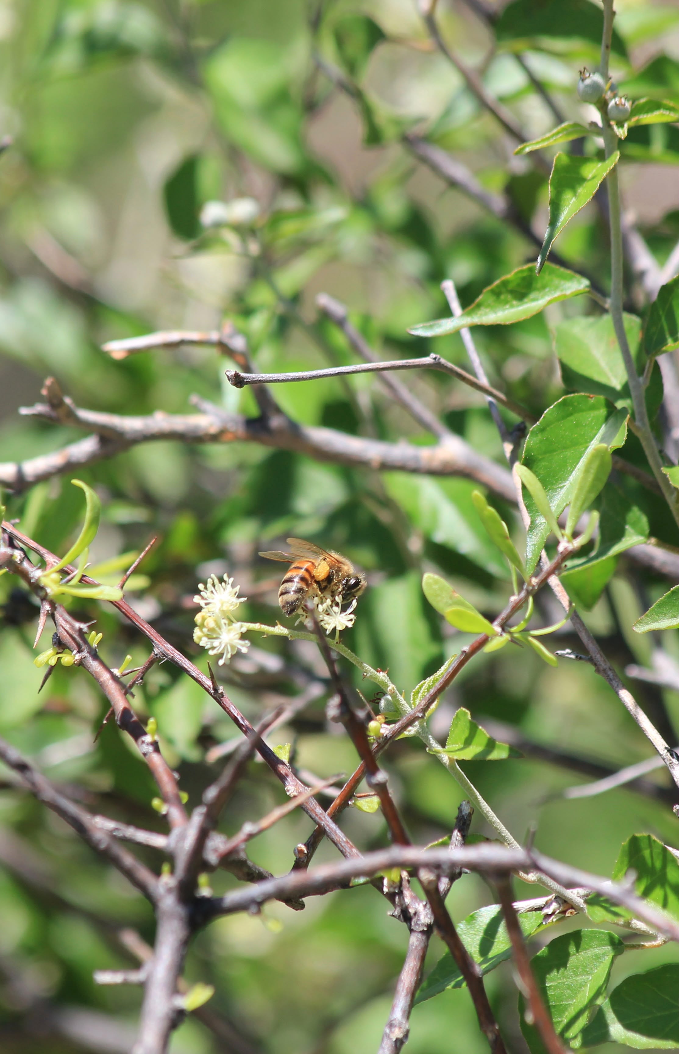 Abeja sobre la flor del mezquite