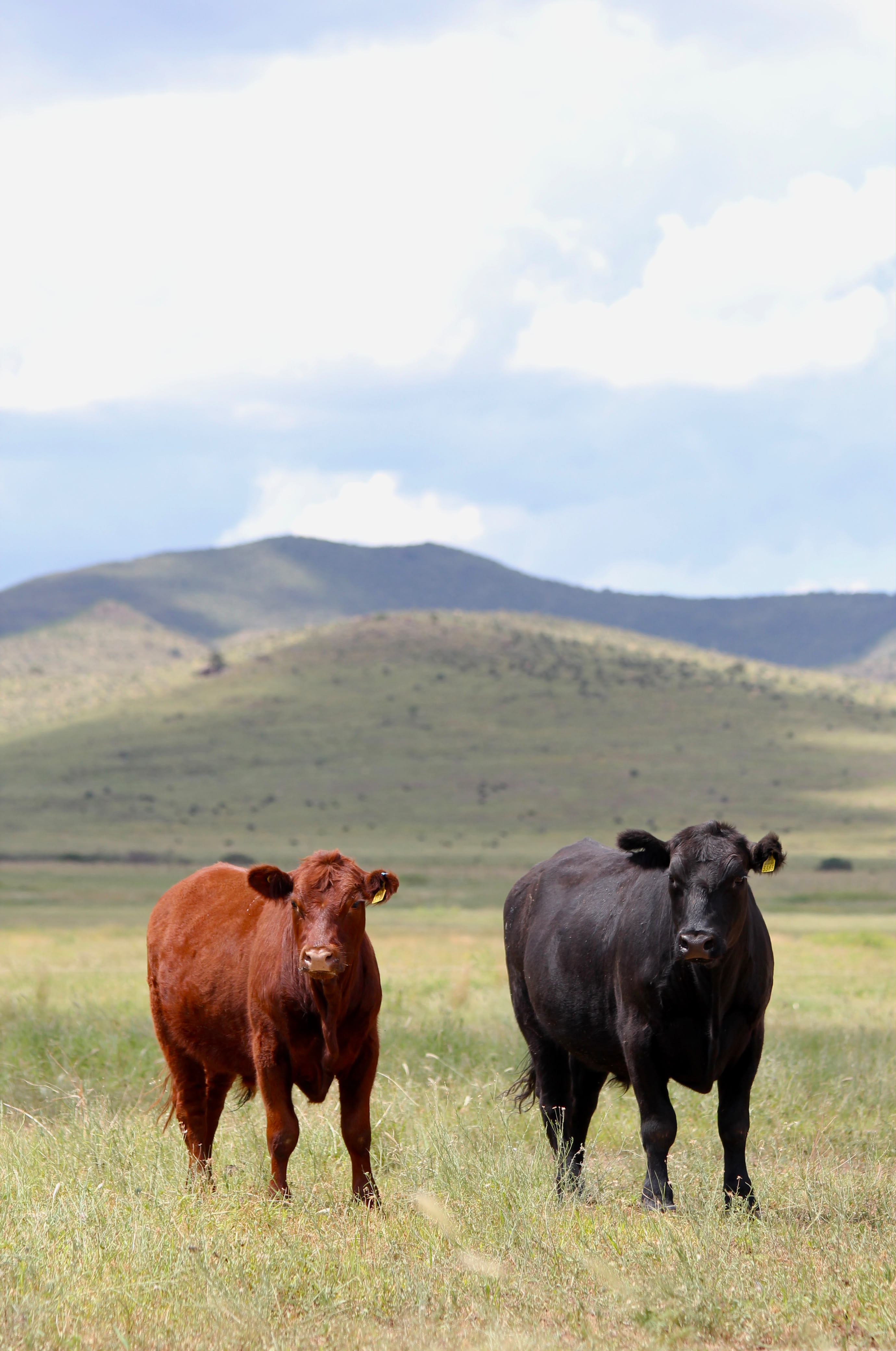 Dos vacas del rancho Wild Range WR en el pastizal